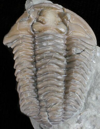Bargain, Prone Flexicalymene Trilobite - Ohio #61017